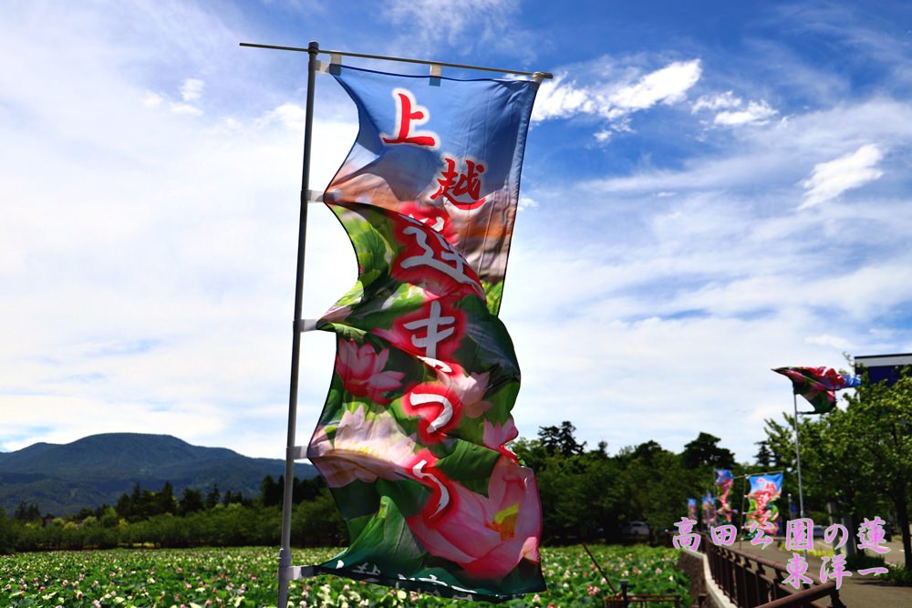 新潟旅遊 有人說這裡的蓮花是東洋第一 高田公園 香蕉草莓的雪國生活