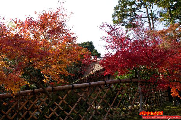 京都の紅葉 鷹峰三寺 1 光悦寺 香蕉草莓的雪國生活