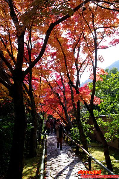 京都の紅葉 鷹峰三寺 1 光悦寺 香蕉草莓的雪國生活